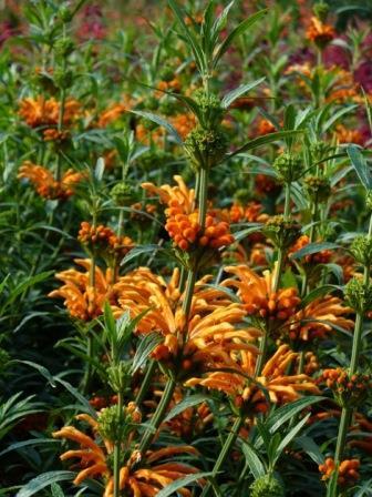 Lion's Ear, Lion's Tail, Wild Dagga,Leonotis leonurus, copyright © almostedenplants.com